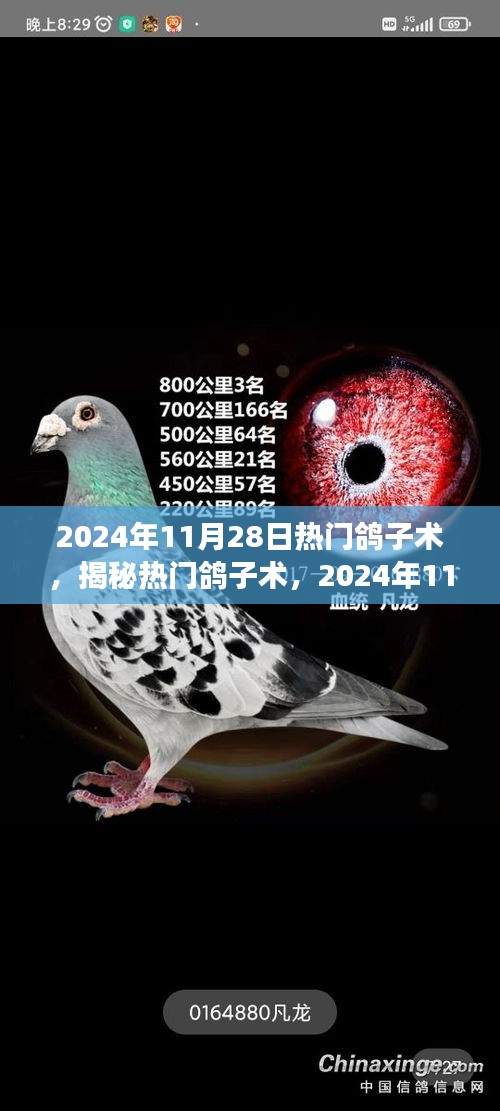 揭秘热门鸽子术，2024年11月28日的趋势洞察与揭秘