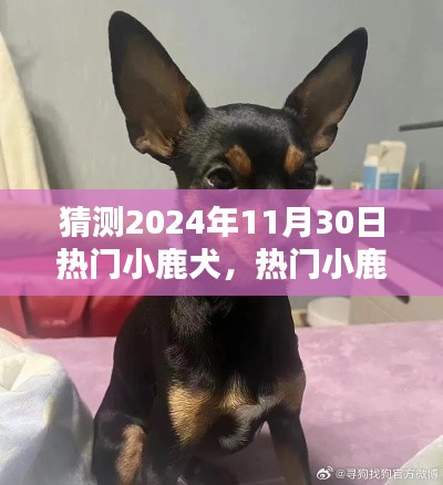 2024年热门小鹿犬预测指南，如何培养与预测潜力品种至未来？