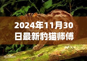 2024年豹猫师傅狗市场最新概览与购买指南