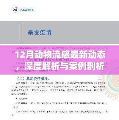 深度解析，12月动物流感最新动态与案例剖析