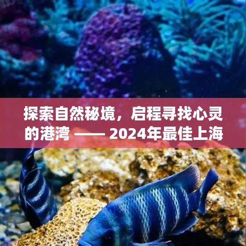 探索自然秘境与心灵港湾的旅程 —— 2024年上海网站建设之旅的最佳选择