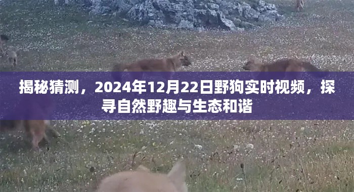 揭秘，探寻自然野趣与生态和谐——野狗实时视频记录于2024年12月22日