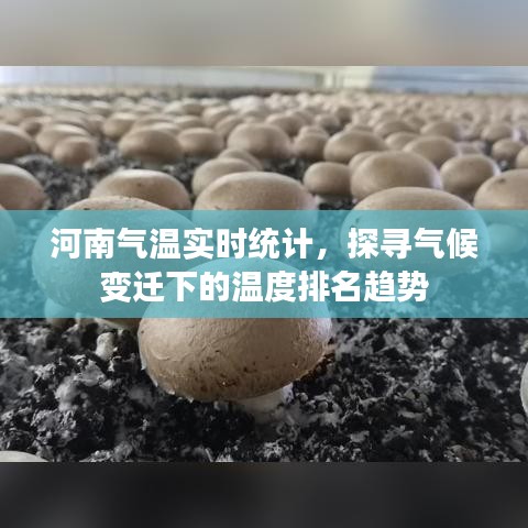 河南气温实时统计，探寻气候变迁中的温度排名趋势