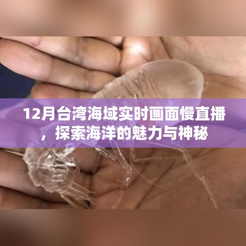 台湾海域慢直播，探索海洋魅力与神秘