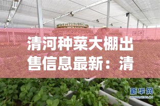 清河种菜大棚出售信息最新：清河县农场在哪里 