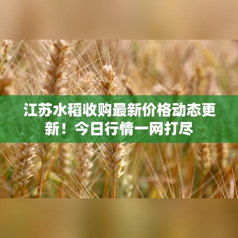 江苏水稻收购最新价格动态更新！今日行情一网打尽