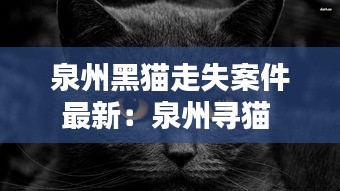 泉州黑猫走失案件最新：泉州寻猫 