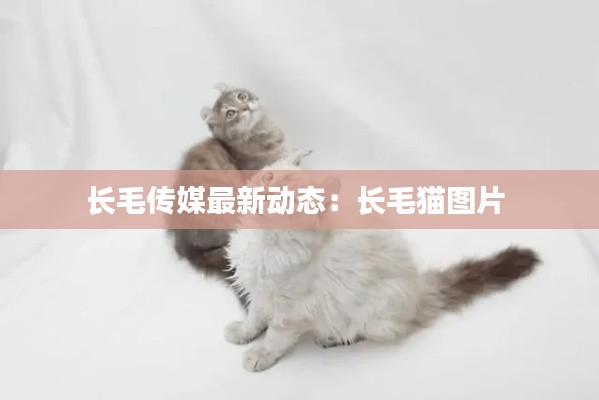 长毛传媒最新动态：长毛猫图片 