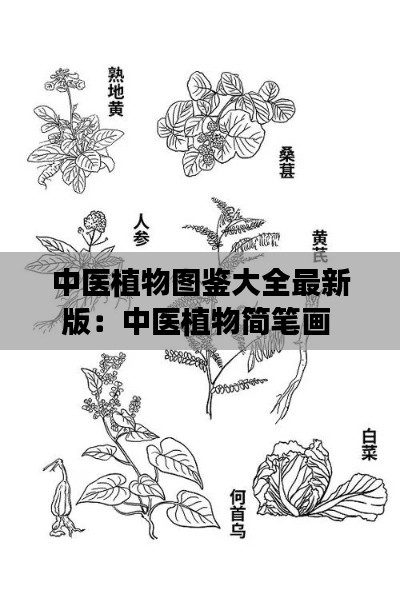 中医植物图鉴大全最新版：中医植物简笔画 