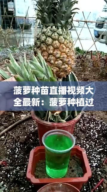 菠萝种苗直播视频大全最新：菠萝种植过程视频 