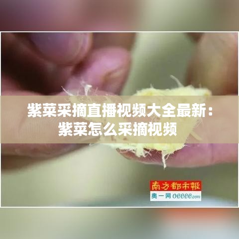 紫菜采摘直播视频大全最新：紫菜怎么采摘视频 