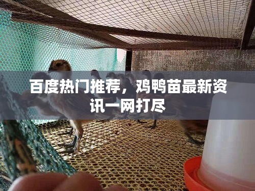 百度热门推荐，鸡鸭苗最新资讯一网打尽