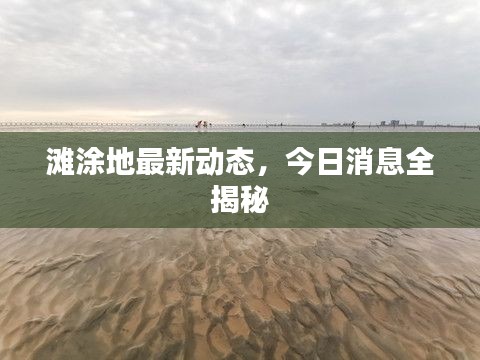 滩涂地最新动态，今日消息全揭秘