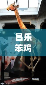 昌乐笨鸡标本，最新出售信息，一览无余