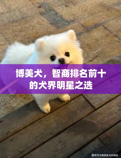 博美犬，智商排名前十的犬界明星之选