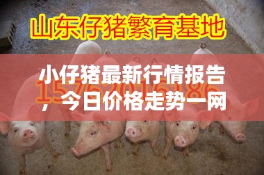 小仔猪最新行情报告，今日价格走势一网打尽