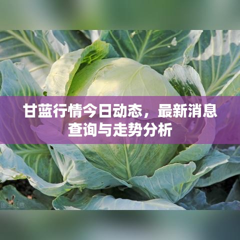 甘蓝行情今日动态，最新消息查询与走势分析