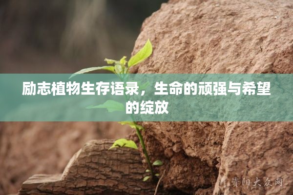 励志植物生存语录，生命的顽强与希望的绽放