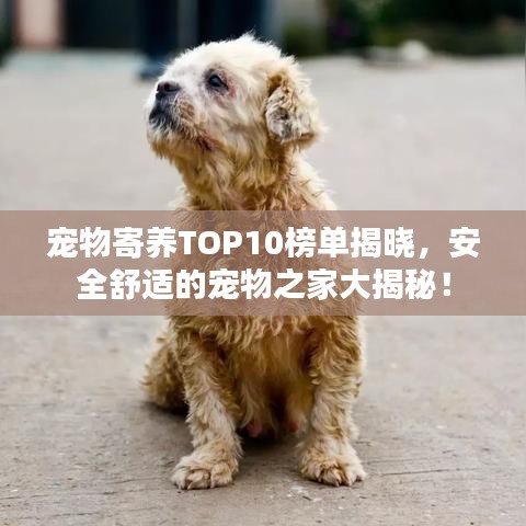 宠物寄养TOP10榜单揭晓，安全舒适的宠物之家大揭秘！