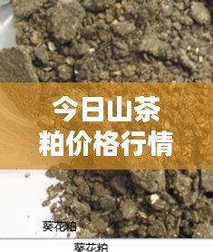 今日山茶粕价格行情实时更新