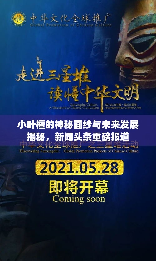 小叶檀的神秘面纱与未来发展揭秘，新闻头条重磅报道