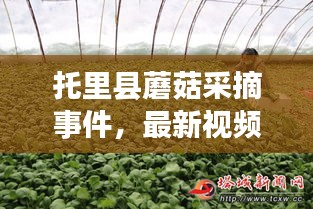 托里县蘑菇采摘事件，最新视频报道揭秘现场