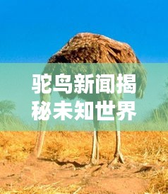 驼鸟新闻揭秘未知世界，先锋报道引领探索潮流