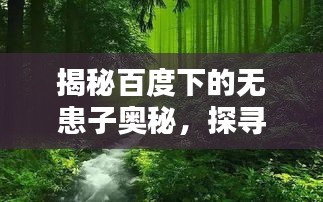 揭秘百度下的无患子奥秘，探寻未知的秘密世界