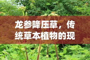 龙参降压草，传统草本植物的现代价值揭秘