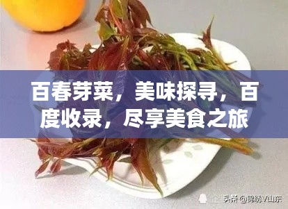 百春芽菜，美味探寻，百度收录，尽享美食之旅