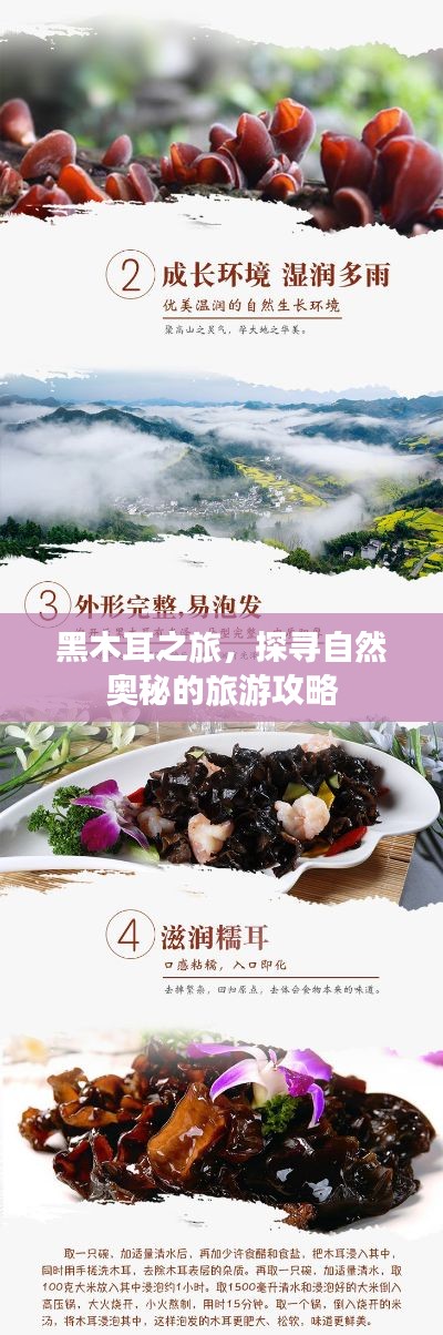 黑木耳之旅，探寻自然奥秘的旅游攻略