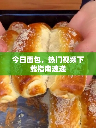 今日面包，热门视频下载指南速递