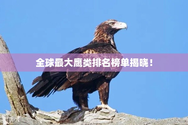 大惊失色