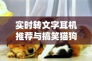 实时转文字耳机推荐与搞笑猫狗视频最新,内容解析、实践指南及虚假宣传防范