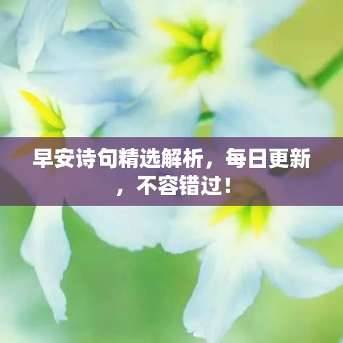 早安诗句精选解析，每日更新，不容错过！