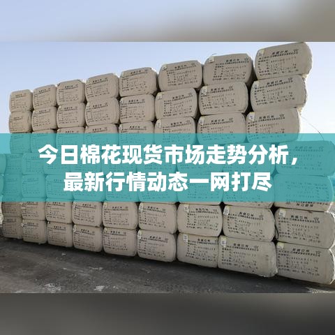 今日棉花现货市场走势分析，最新行情动态一网打尽