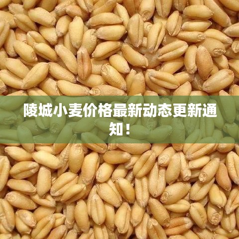 陵城小麦价格最新动态更新通知！