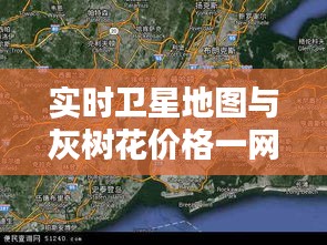 实时卫星地图与灰树花价格一网打尽，导航与资源指南