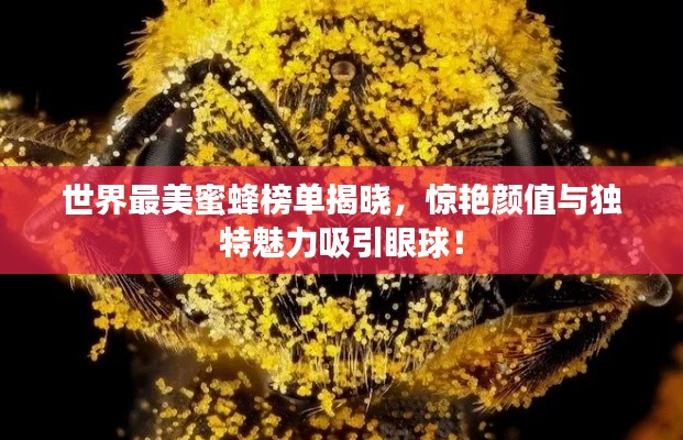 世界最美蜜蜂榜单揭晓，惊艳颜值与独特魅力吸引眼球！