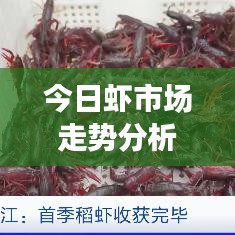 今日虾市场走势分析，价格与实时活动观察