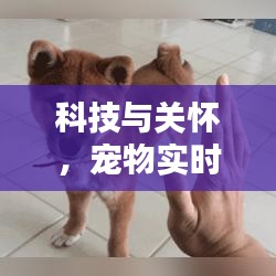 科技与关怀,宠物实时翻译与疫情动态报告