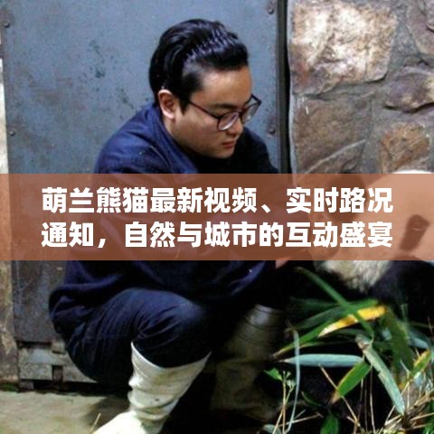 萌兰熊猫最新视频、实时路况通知，自然与城市的互动盛宴