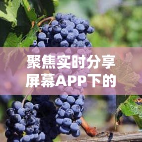 聚焦实时分享屏幕APP下的红酒世界，探索2016年Merlot红酒价格动态
