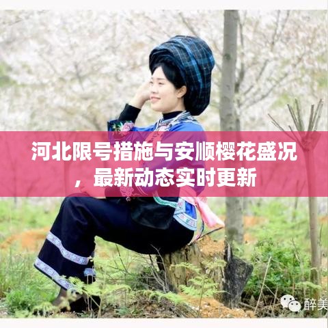 河北限号措施与安顺樱花盛况，最新动态实时更新