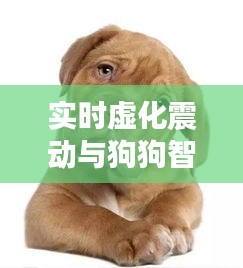 实时虚化震动与狗狗智商排行榜,社会观察视角下的现象解读