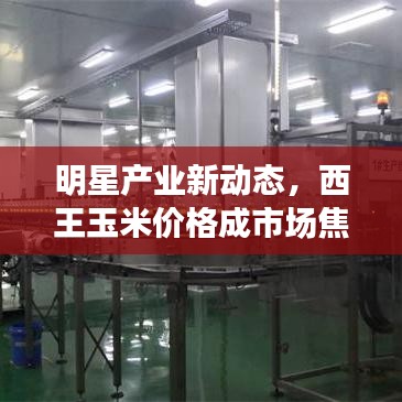 明星产业新动态,西王玉米价格成市场焦点