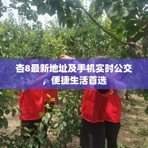 杏8最新地址及手机实时公交,便捷生活首选